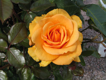 'Macamster' Rose